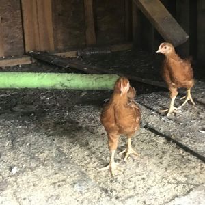 Meet your Posher, Jerry